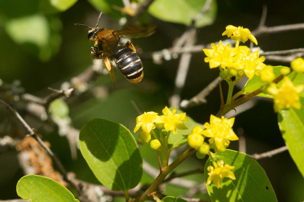 Le  Andrena limbata Eversmann, 1852