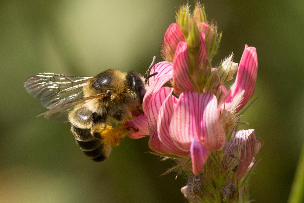 Anthophore estivale Anthophora aestivalis (Panzer, 1801)