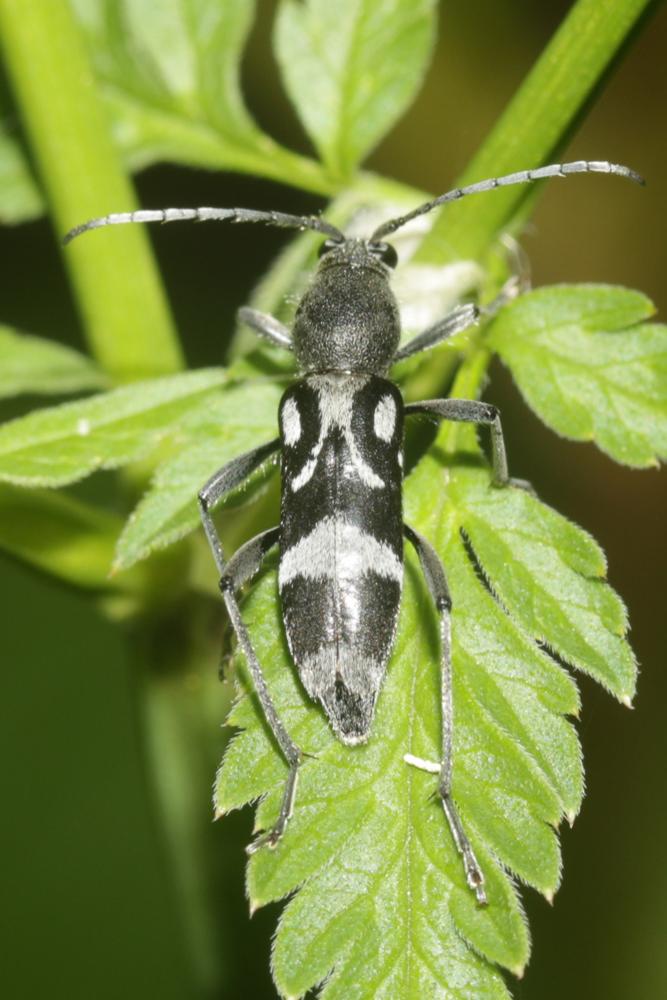  Chlorophorus figuratus (Scopoli, 1763)