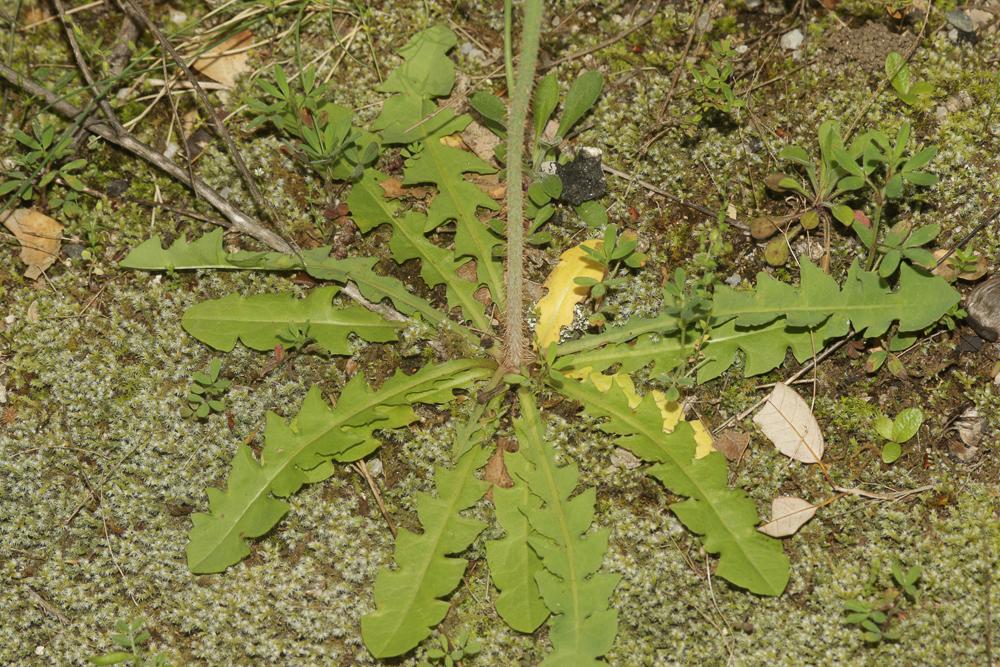 Chondrille à tige de jonc, Chondrille effilée Chondrilla juncea L., 1753