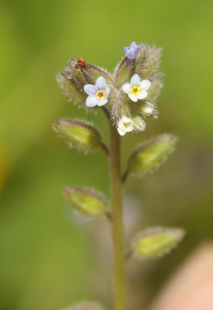 Le Myosotis douteux Myosotis discolor subsp. dubia (Arrond.) Blaise, 1972