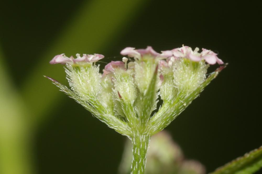 Le  Torilis africana var. heterophylla (Guss.) Reduron, 2008