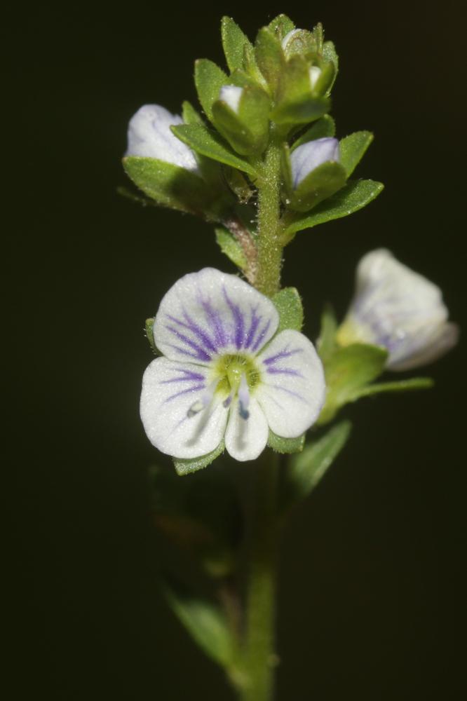 Véronique à feuilles de Serpolet Veronica serpyllifolia subsp. serpyllifolia L., 1753