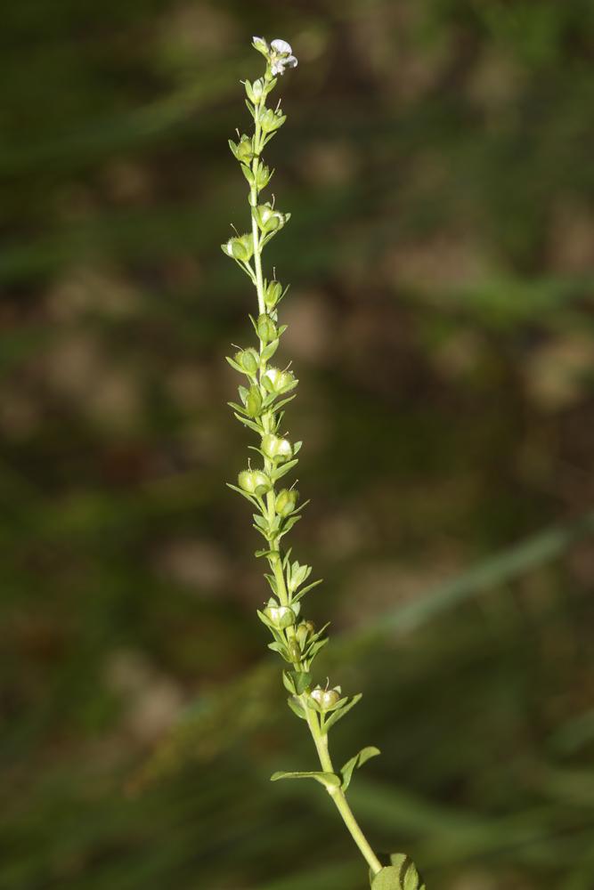 Véronique à feuilles de Serpolet Veronica serpyllifolia subsp. serpyllifolia L., 1753