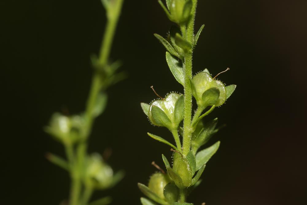 Véronique à feuilles de Serpolet Veronica serpyllifolia subsp. serpyllifolia L., 1753