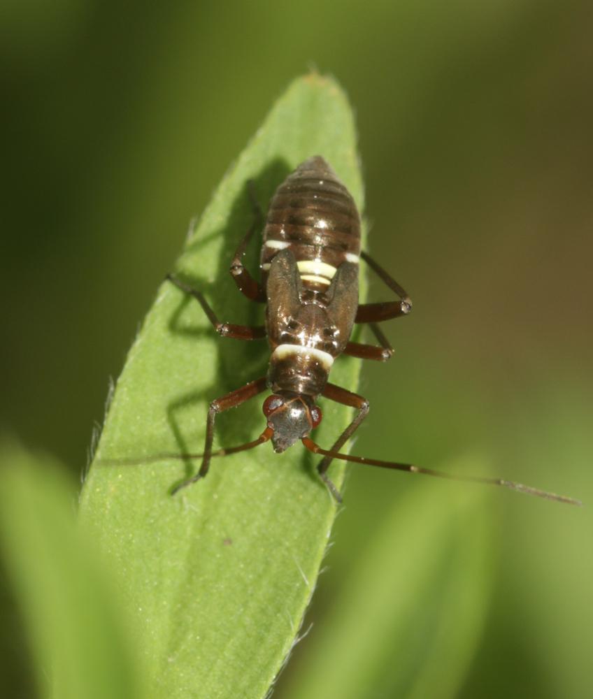  Hadrodemus m-flavum (Goeze, 1778)