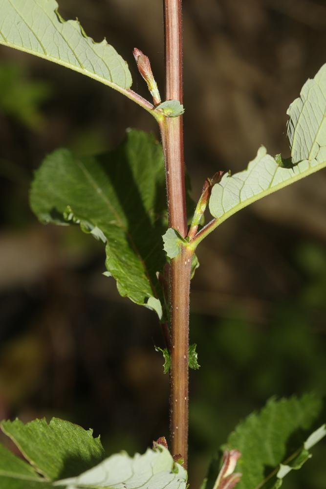 Saule à oreillettes Salix aurita L., 1753