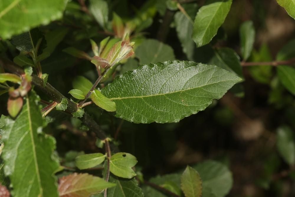 Saule à oreillettes Salix aurita L., 1753