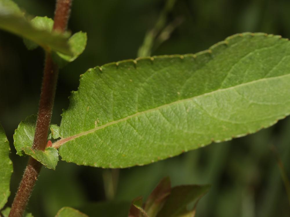 Saule à oreillettes Salix aurita L., 1753