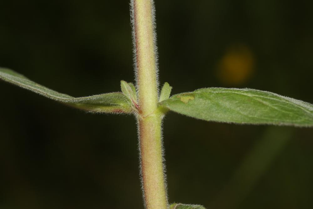 Épilobe à petites fleurs Epilobium parviflorum Schreb., 1771