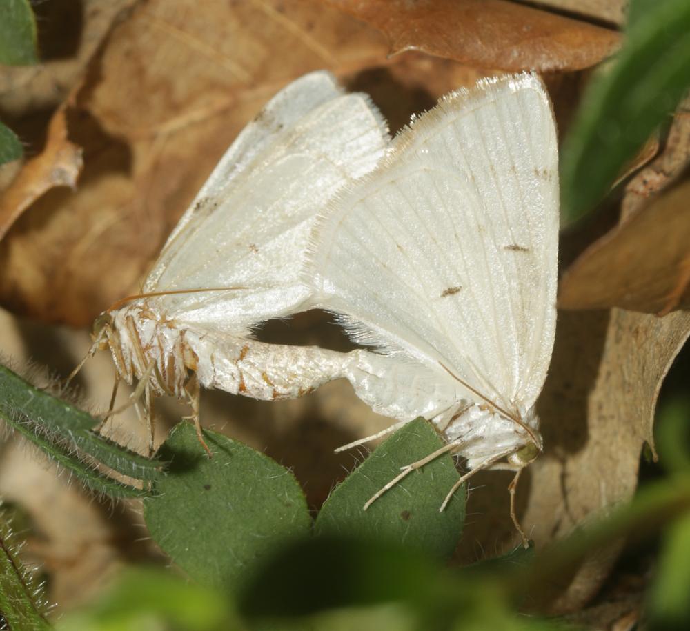 Phalène à deux taches (La) Lomographa bimaculata (Fabricius, 1775)