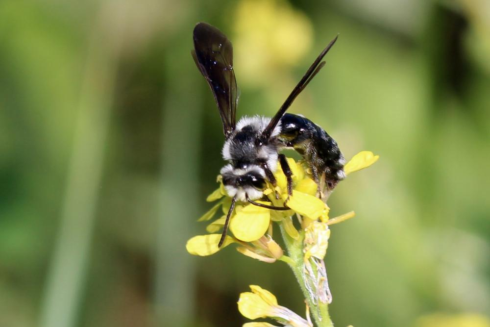 Le  Andrena agilissima (Scopoli, 1770)