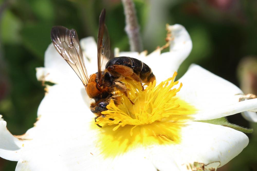 Le  Andrena limbata Eversmann, 1852