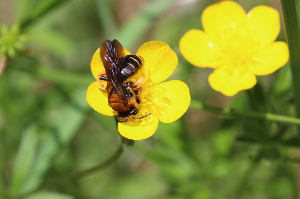 Le  Andrena limbata Eversmann, 1852