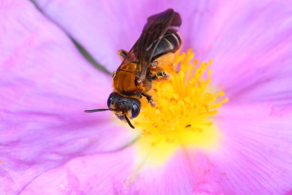 Le  Andrena limbata Eversmann, 1852