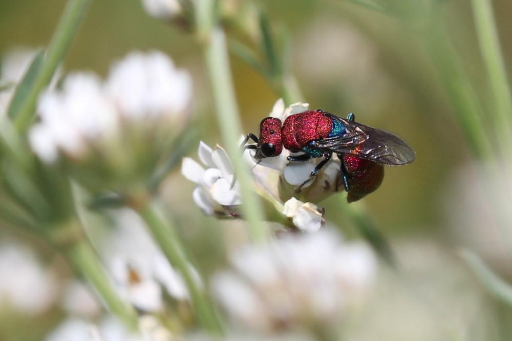  Chrysura cuprea (Rossi, 1790)