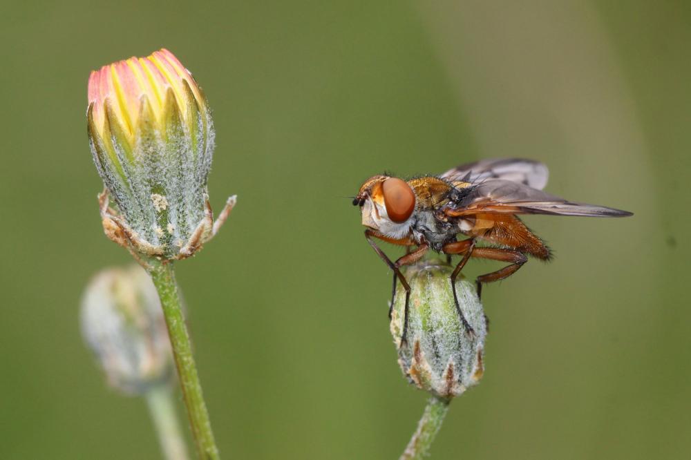  Ectophasia crassipennis (Fabricius, 1794)