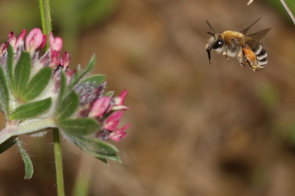  Eucera Scopoli, 1770