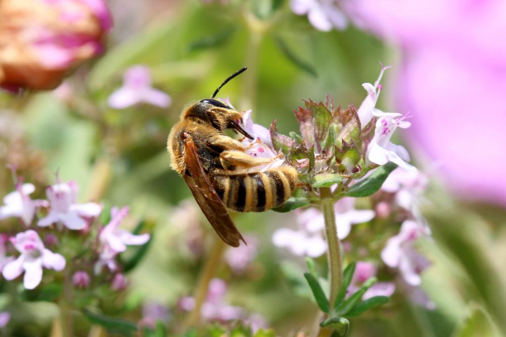  Halictus scabiosae (Rossi, 1790)