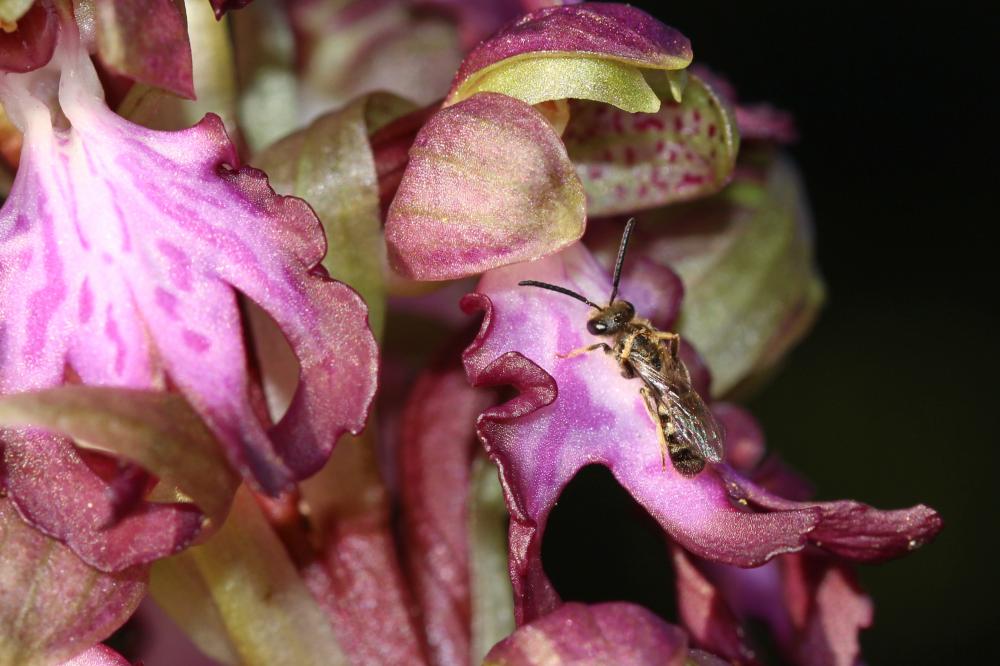 Le  sp. Lasioglossum Curtis, 1833 sp.