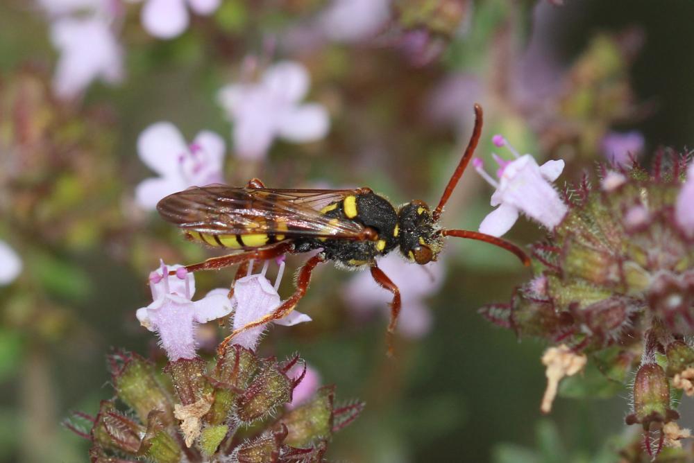  Nomada mutica Morawitz, 1872