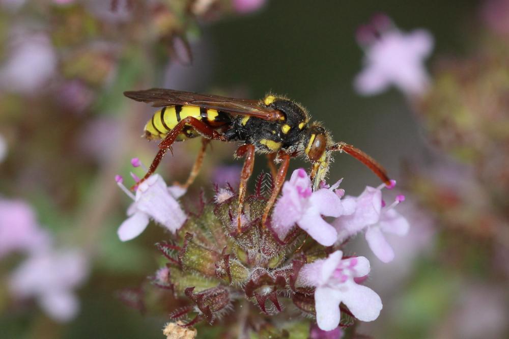  Nomada mutica Morawitz, 1872