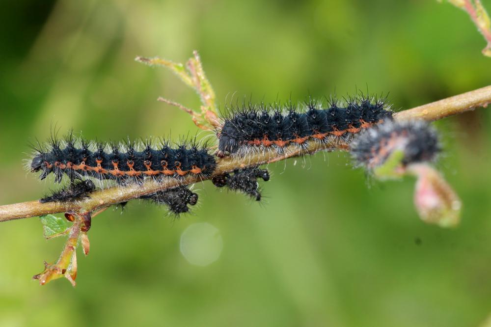 Petit Paon de Nuit (Le) Saturnia pavonia (Linnaeus, 1758)