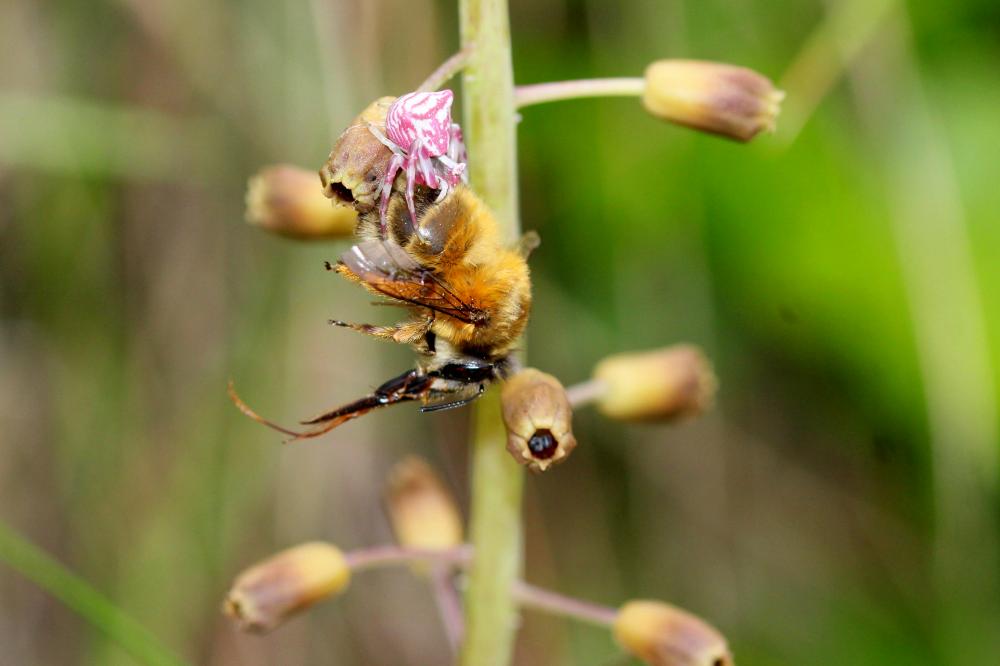 Thomise replet Thomisus onustus Walckenaer, 1805