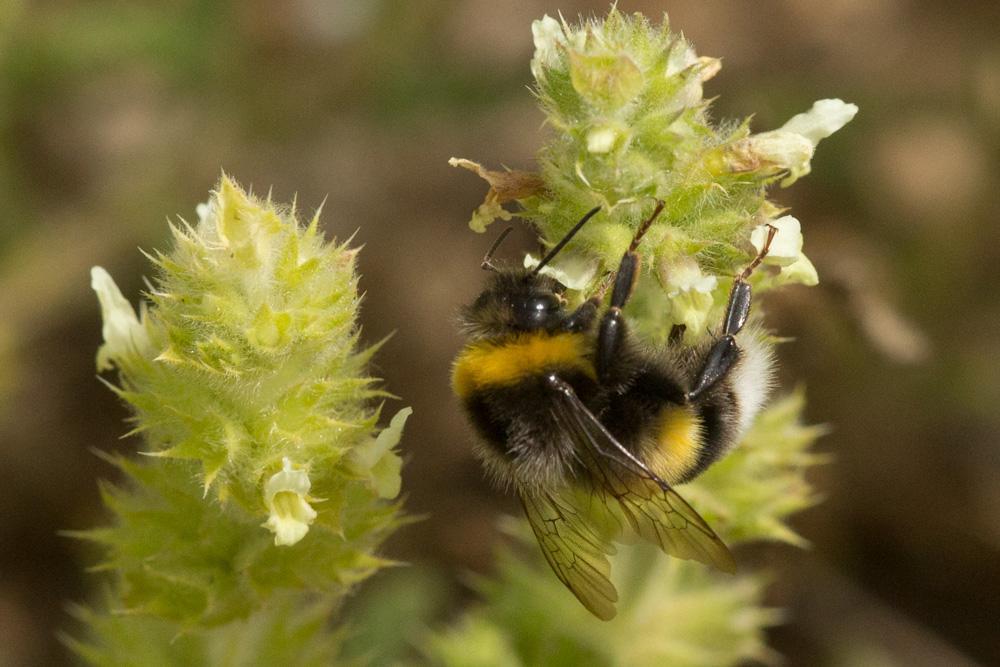 Bourdon terrestre (Le) Bombus terrestris (Linnaeus, 1758)