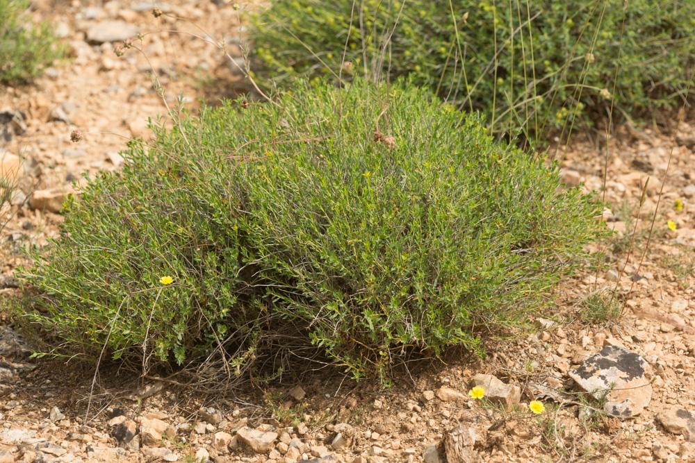 Euphorbe épineuse Euphorbia spinosa L., 1753