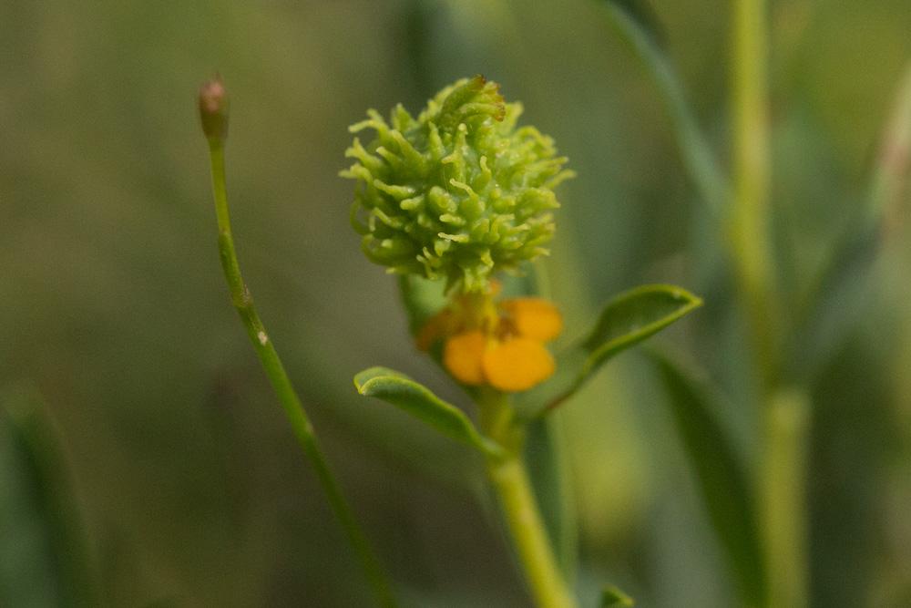 Euphorbe épineuse Euphorbia spinosa L., 1753