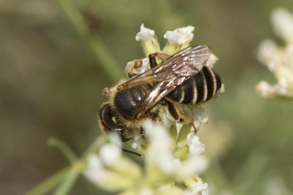  Andrena variabilis Smith, 1853