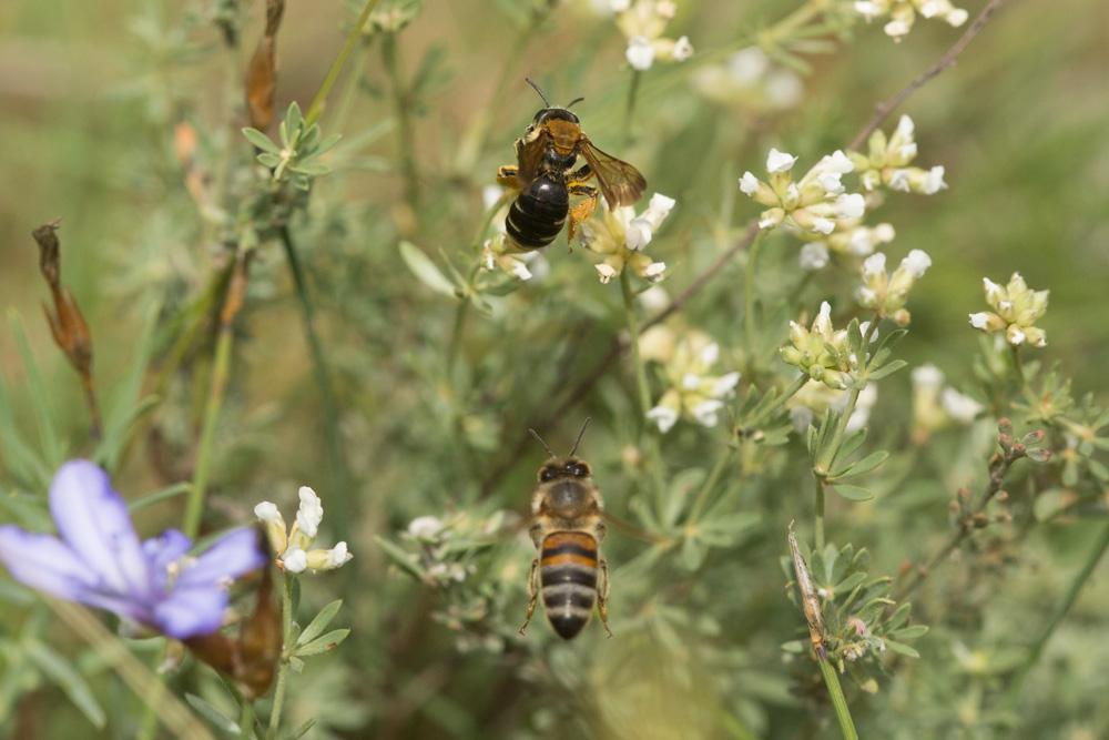  Andrena limbata Eversmann, 1852