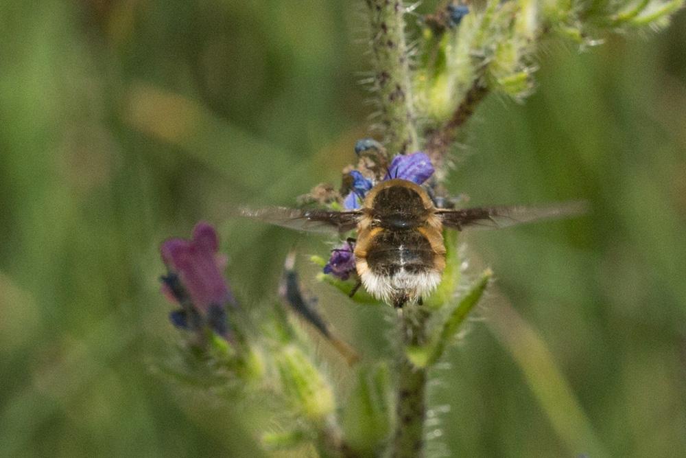  Bombylius Linnaeus, 1758