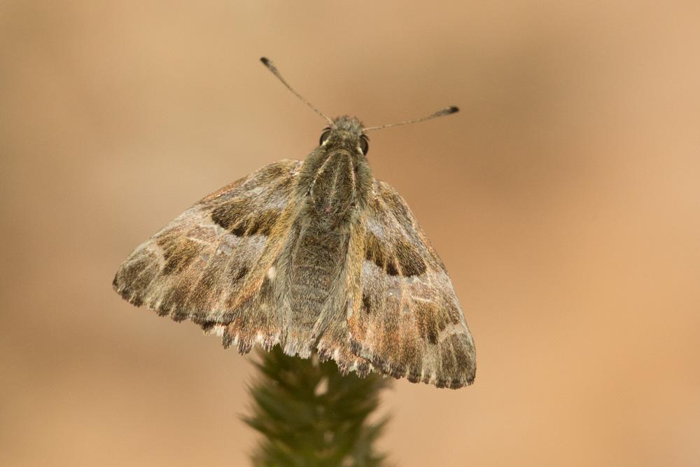 Hespérie du Marrube (L'), Hespérie de la Bétoine ( Carcharodus floccifer (Zeller, 1847)