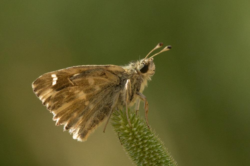 Hespérie du Marrube (L'), Hespérie de la Bétoine ( Carcharodus floccifer (Zeller, 1847)