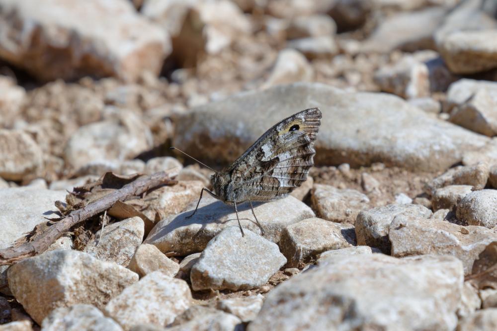 Agreste (L') Hipparchia semele (Linnaeus, 1758)