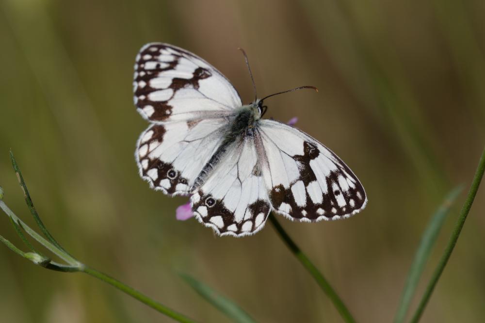 Echiquier ibérique (L'), Échiquier d'Ibérie (L') Melanargia lachesis (Hübner, 1790)