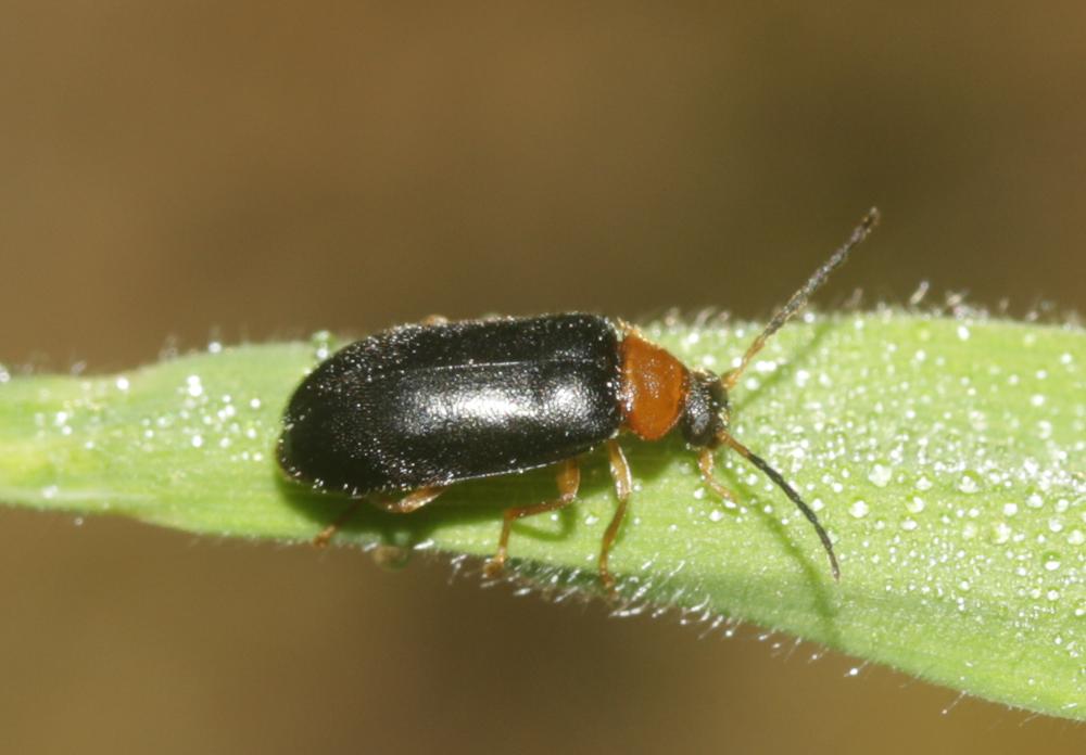 Le  Luperomorpha xanthodera (Fairmaire, 1888)