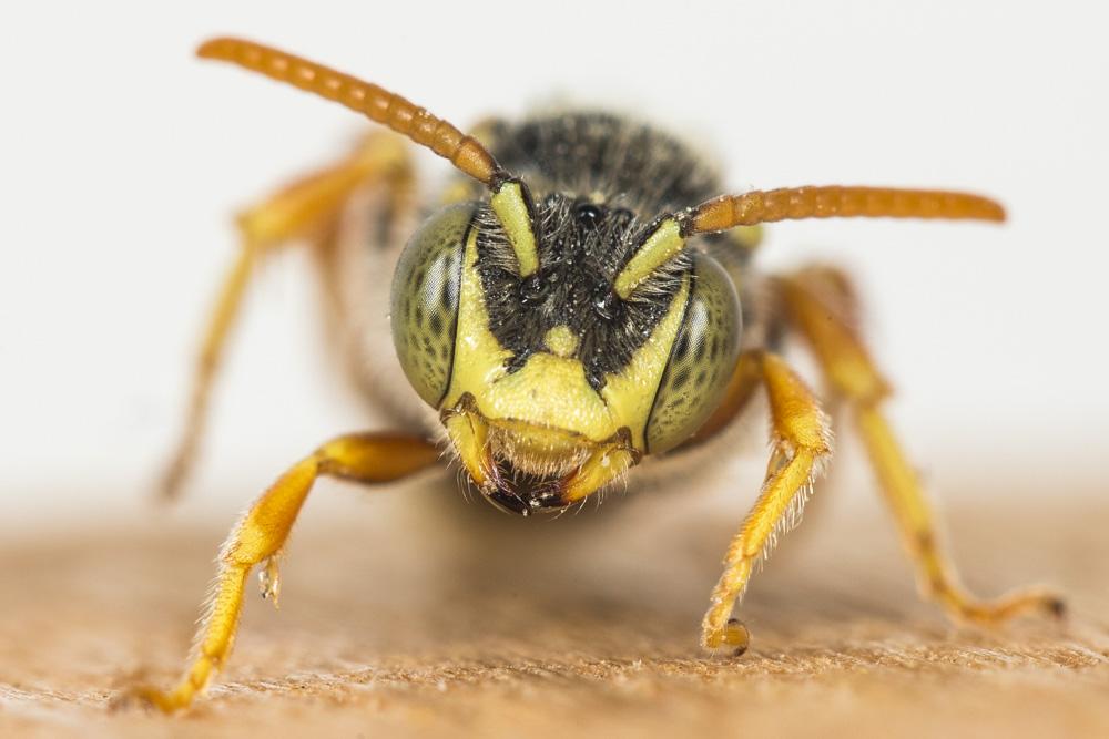  Nomada basalis Herrich-Schäffer, 1839