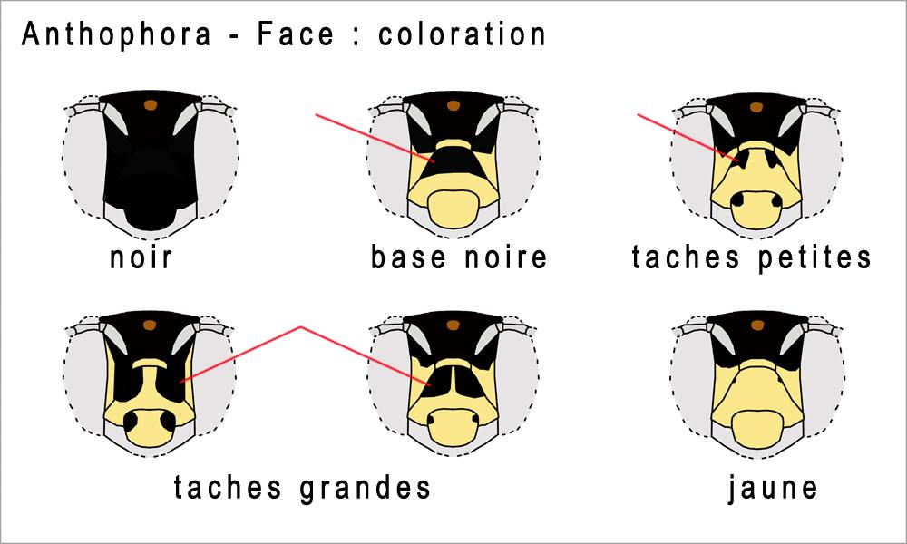  Anthophora Latreille, 1803