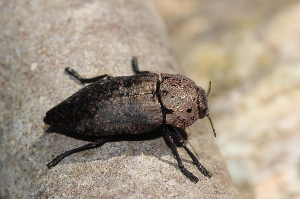 Capnode de l'Oseille Capnodis tenebricosa (Olivier, 1790)