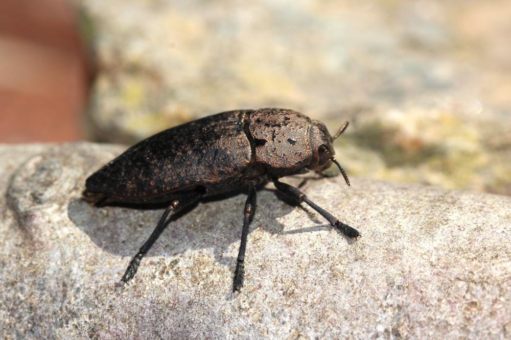 Capnode de l'Oseille Capnodis tenebricosa (Olivier, 1790)