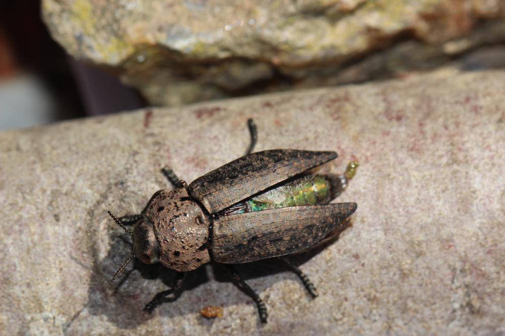 Capnode de l'Oseille Capnodis tenebricosa (Olivier, 1790)