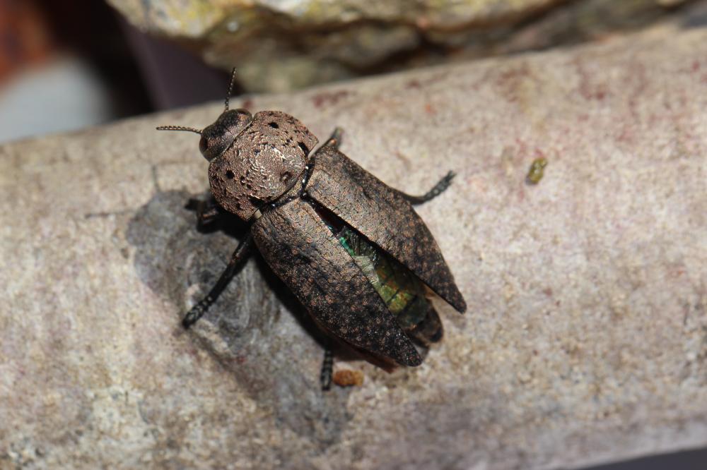 Capnode de l'Oseille Capnodis tenebricosa (Olivier, 1790)