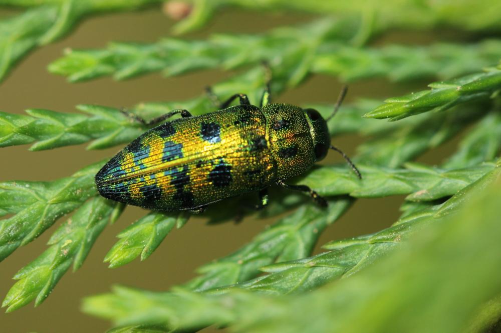 Bupreste du Genévrier Lamprodila festiva (Linnaeus, 1767)