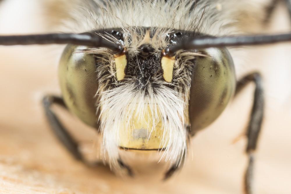 Anthophore de la sauge Anthophora salviae (Panzer, 1804)