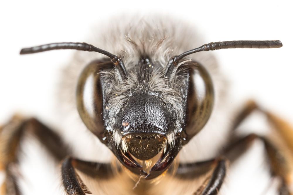 Anthophore à tarses gonflés Anthophora dispar Lepeletier, 1841