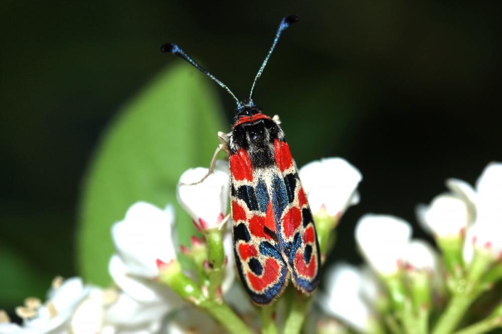 La Zygène de la Petite coronille (La) Zygaena fausta (Linnaeus, 1767)