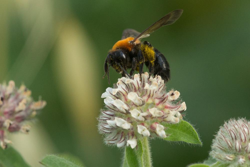  Andrena thoracica (Fabricius, 1775)